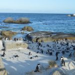 Verrassend Zuid-Afrika Boulders Beach