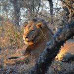 Verrassend Zuid-Afrika Kruger Park