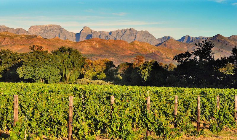 Vineyard in South African Western Cape